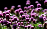 紫色苋菜花观赏图片