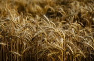 泛黄麦田小麦成熟图片