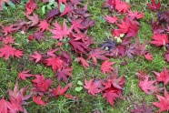 秋天地面红色落叶图片