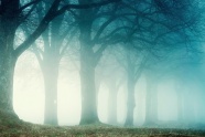 冬季梦幻树林唯美意境图片
