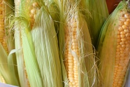 新鲜玉米收成图片