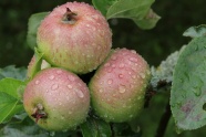 雨后未成熟苹果图片