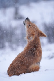 狗坐在雪地里嚎叫图片