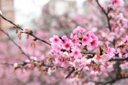 灿烂粉色樱花摄影图片