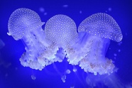 海洋蓝色透明水母图片