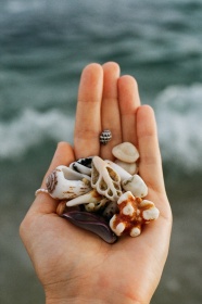 手拿各种海贝壳图片