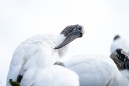 白色鹭科动物图片