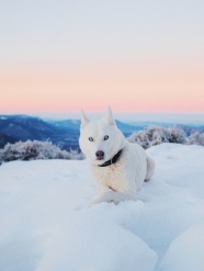 冬季雪地白色狗狗图片