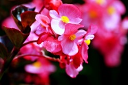 红色海棠花摄影图片