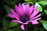非洲菊紫色花朵图片