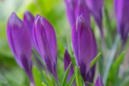 紫色潘西花花苞图片