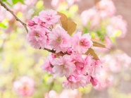漂亮粉色樱花摄影图片