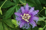 野生紫色西番花图片