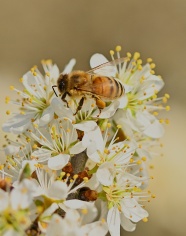 蜜蜂采摘花蜜图片