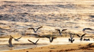 海滩一群海鸥嬉戏图片