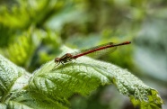 绿叶上红色小蜻蜓图片