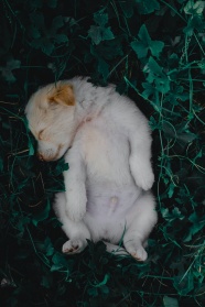 金毛小狗躺在草丛中图片