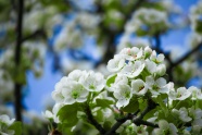 春天白色苹果花开放图片