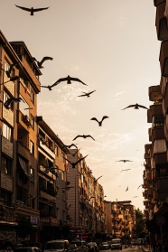 海鸥飞过城市街道图片