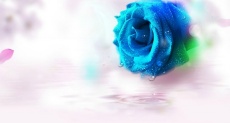 蓝色玫瑰花滴落水珠flash动画