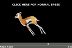 小鹿奔跑过程flash素材下载