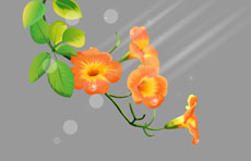 郁金香flash植物动画