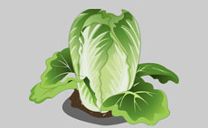 空心菜flash蔬菜动画