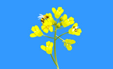 采花的蜜蜂flash动画素材