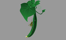 绿色的胡瓜flash植物动画