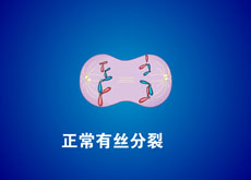 生物有丝分裂flash动画