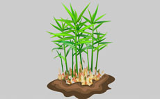 水培盆栽flash植物动画