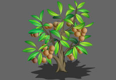 枝叶繁茂的龙眼树flash动画
