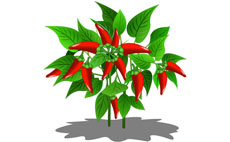 红色小米椒flash植物动画