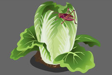 蔬菜植物大白菜flash动画
