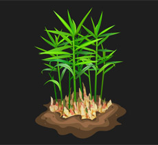 生姜种植flash植物动画