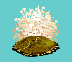 金针菇植物flash动画