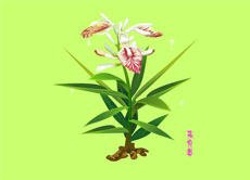高良姜植物flash动画