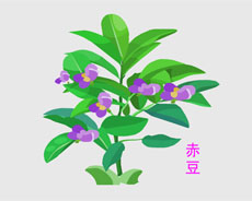 赤豆植物矢量flash素材