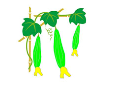 绿色摇摆的丝瓜flash动画