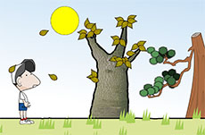落叶树和常绿树flash动画
