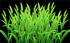 绿色的燕麦植物flash动画