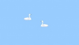 两只白天鹅游动flash动画