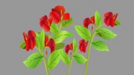 红色喜庆花卉flash动画