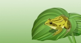 青蛙吃虫子flash动画