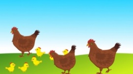 母鸡带小鸡玩耍flash动画