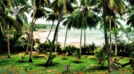 大海沙滩边的椰子树林flash动画