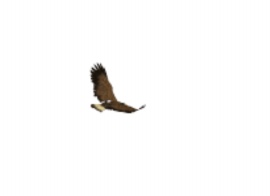 一只老鹰自由翱翔flash动画