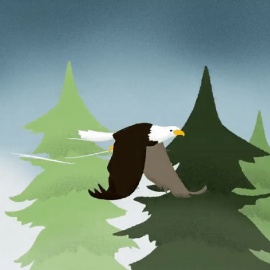 一只秃鹰在冷杉中飞翔flash动画