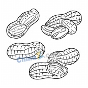 手绘花生轮廓图矢量素材