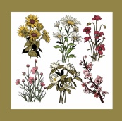 手绘素描各种花卉品种矢量
